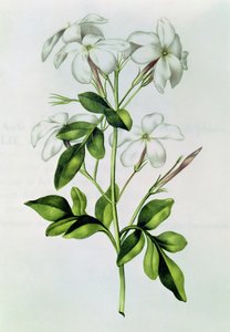 Fol.30 Jasmine, från 